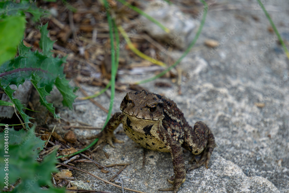 Fototapeta premium Greyish-brown skin covered with wart-like lumps toad move from the lair and walk on the concrete ground cover by small leaves,grass and scraps of wood.