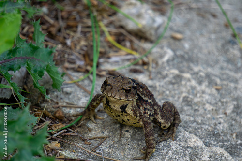Greyish-brown skin covered with wart-like lumps toad move from the lair and walk on the concrete ground cover by small leaves,grass and scraps of wood.
