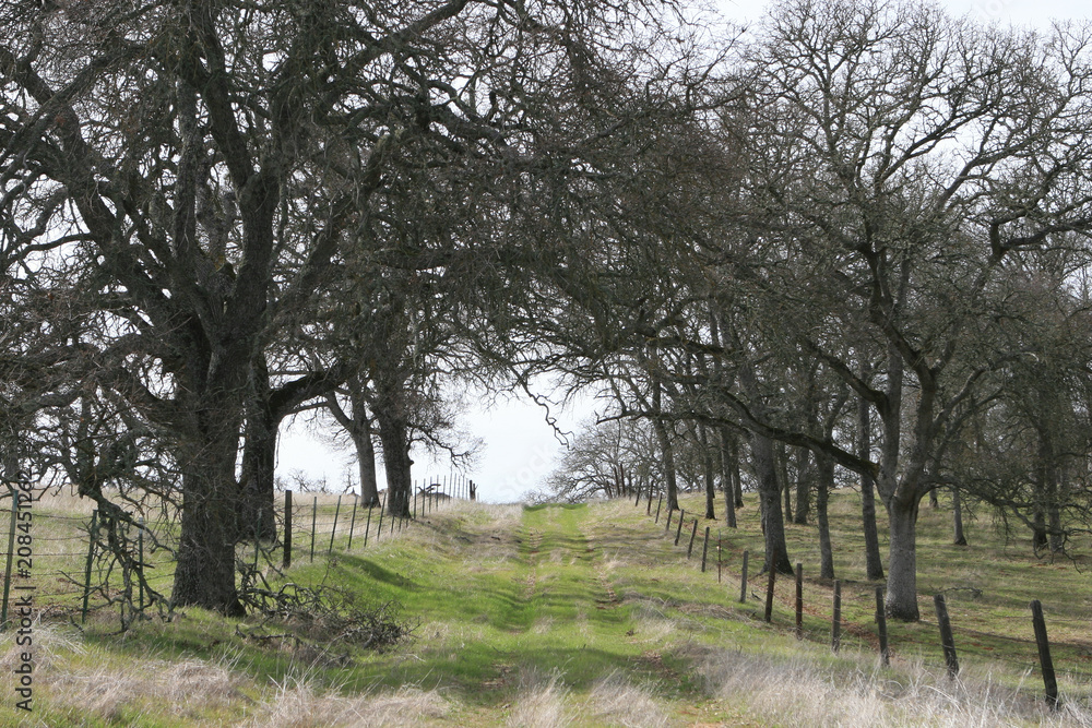 Obraz premium trees overhang road