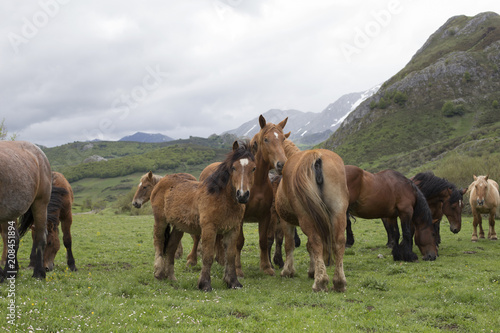 Group of wild horses