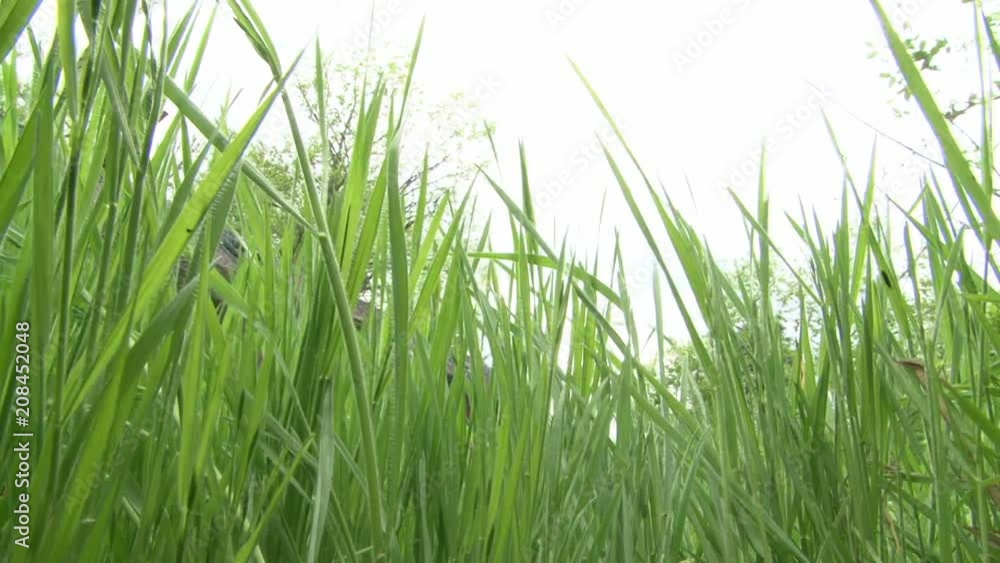 View from the bottom of very tall grass, kind of like being a bug on the floor.
View from the bottom of very tall grass, kind of like being a bug on the floor.