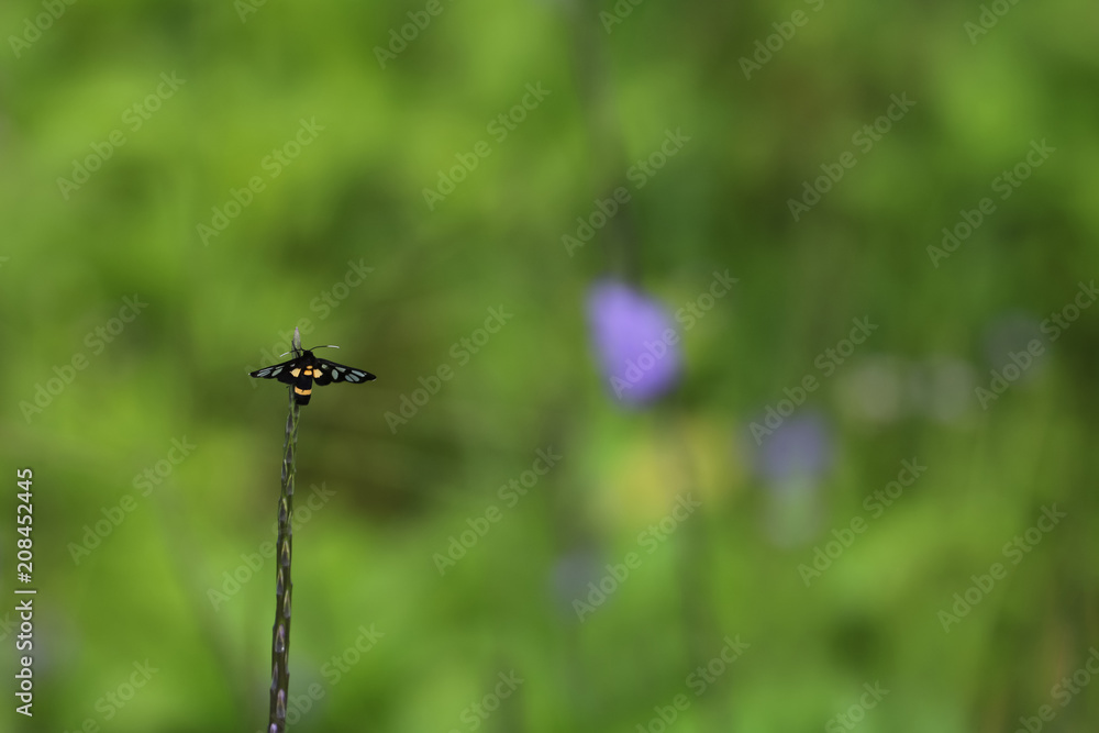 Yellow-black insects perch on top of the grass, green nature background Yellow-black insects perch on top of the grass, green nature background