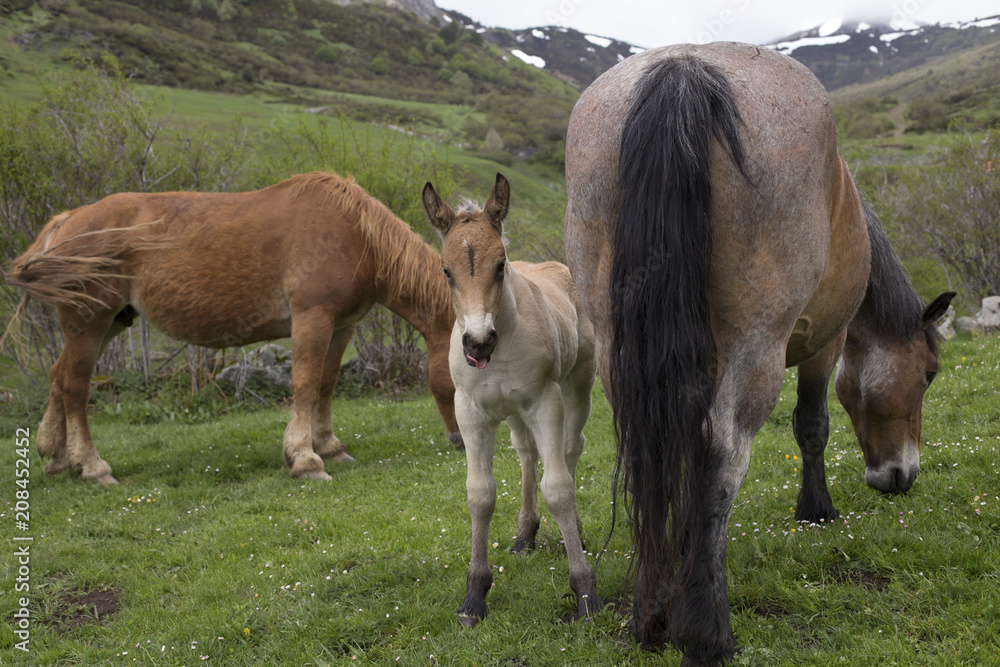 Fototapeta premium Wild foal and horses