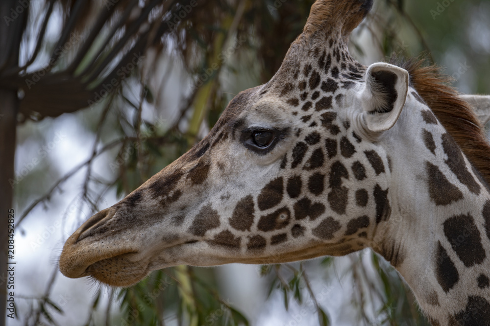 Fototapeta premium Giraffe