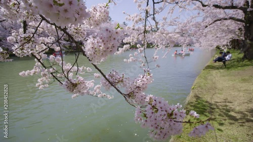 弘前公園の桜 Hirosaki park cherry blosoms photo