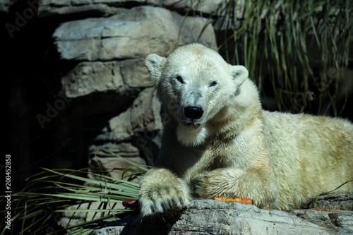 Fototapeta Naklejka Na Ścianę i Meble -  Polar Bear