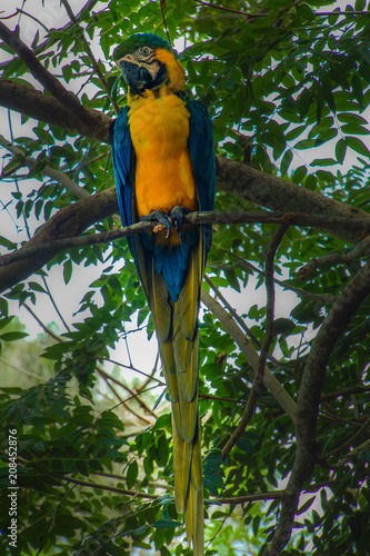 Blue Macaw percehd on a branch