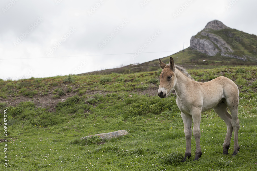 Obraz premium Portrait of a foal