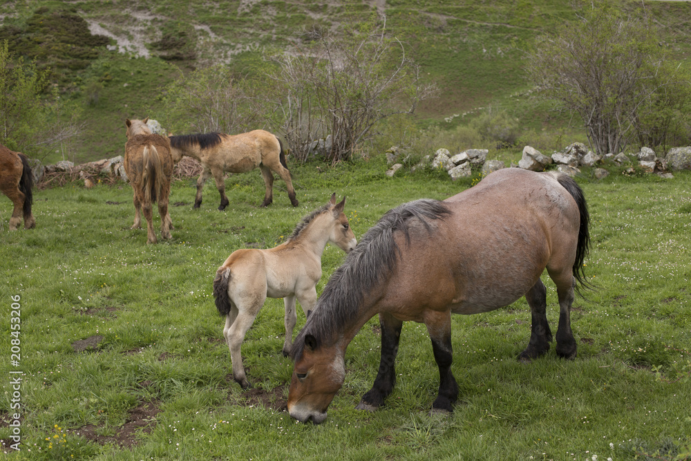 Fototapeta premium Group of wild horses
