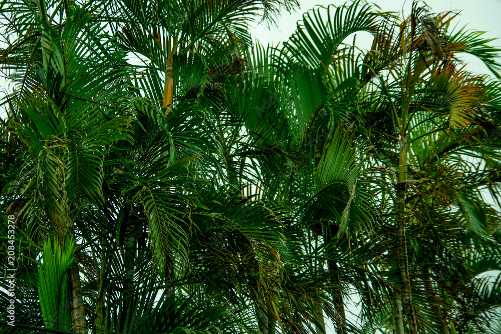 Fototapeta premium Close up of palm trees