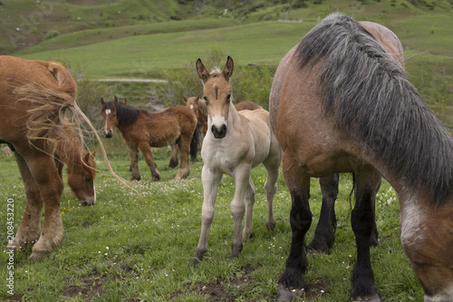 Wild foal and horses