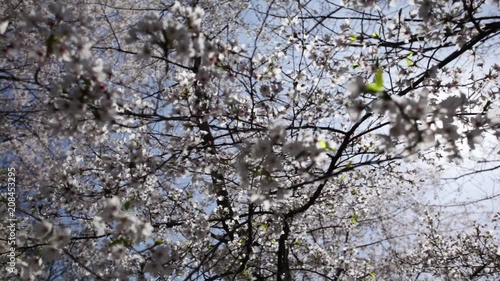 Wallpaper Mural NYC Spring Blossoms In Central Park Torontodigital.ca