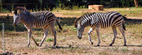 Two African black and white zebras grazing peacefully