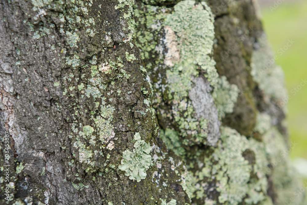 Moss on a tree. Moss on the birch. Moss on a tree. Moss on the birch.