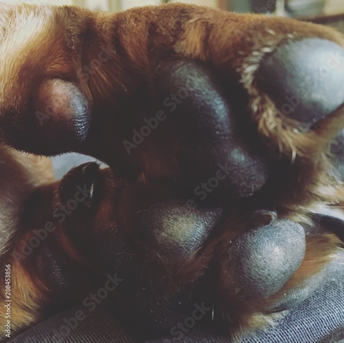 Dog Paws