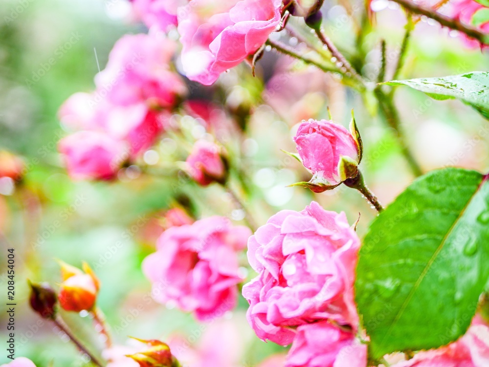 Fototapeta premium pink blossom
