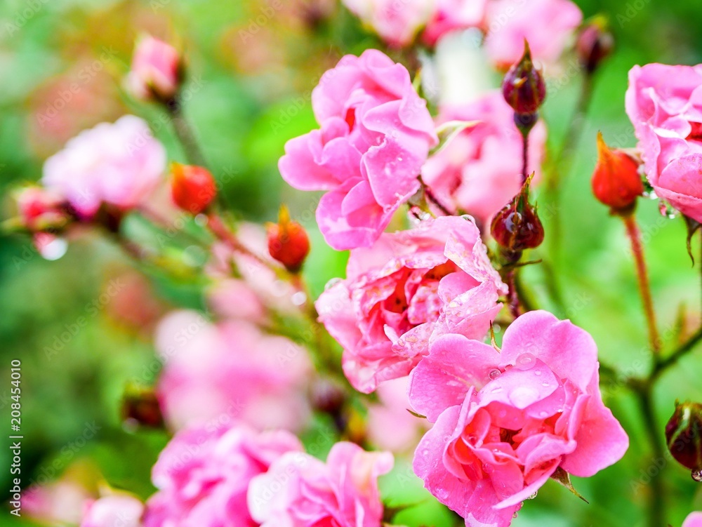 pink and white flowers