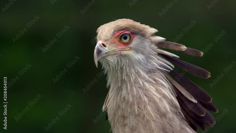 Secretary bird (Sagittarius serpentarius) portrait Secretary bird (Sagittarius serpentarius) portrait