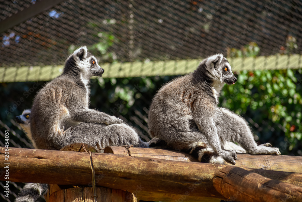Fototapeta premium Two ring-tailed lemurs sitting on a deck staring out of their cage