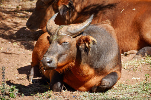 A ref African forest buffalo cow laying in the afternoon sun