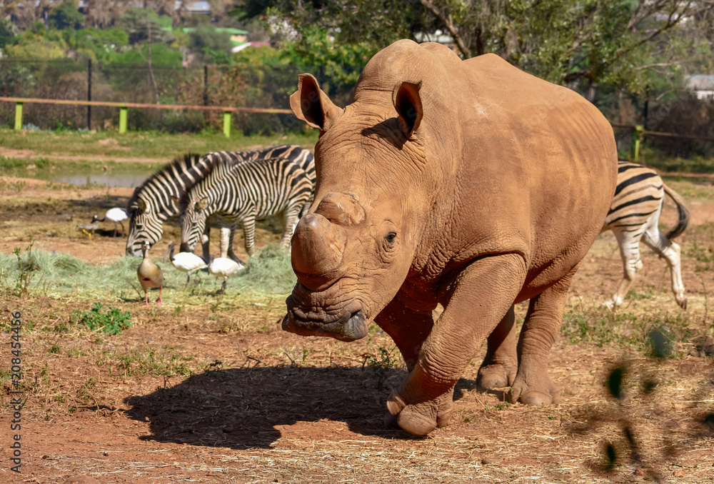 Fototapeta premium A curious large white rhino approaches with its horn protruding from the tip of its nose.