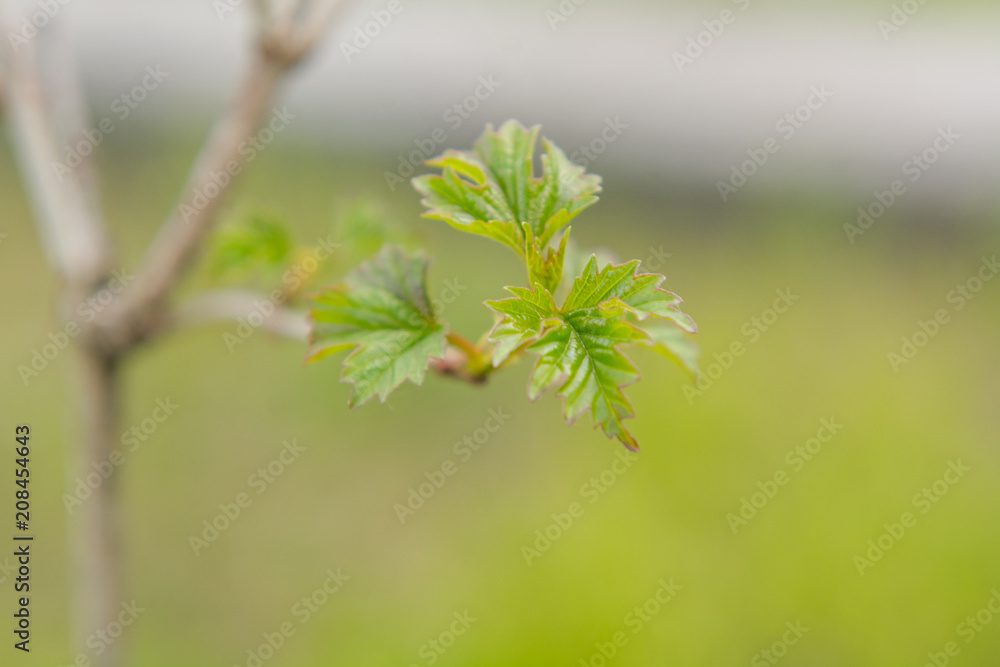 Wild almond in the spring beautifully blossoms near the house. Flowers of almonds are gently pink. Wild almond in the spring beautifully blossoms near the house. Flowers of almonds are gently pink.