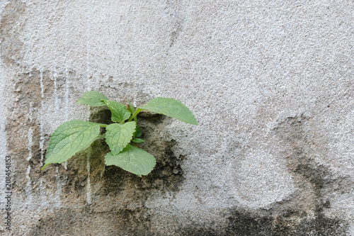 green leave on grey background