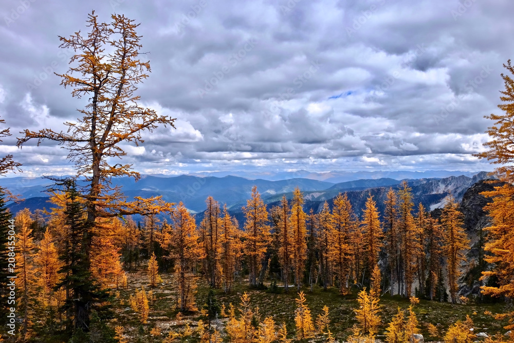 Hiking around Vancouver, British Columbia. Beautiful autumn golden larches on Mount Frosty. Manning Park. Hope. Harrison hot Springs. British Columbia. Canada.