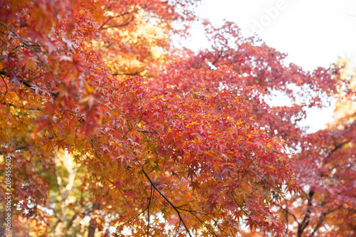 秋の空 © pocketalbum