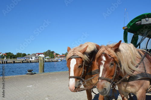 Fototapeta Naklejka Na Ścianę i Meble -  Pferdekutsche im Hafen Vitte, Insel Hiddensee, Rügen