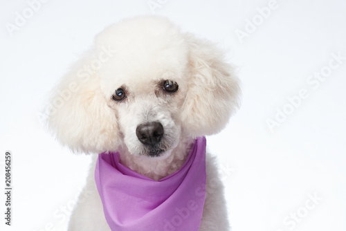 Portrait of groomed poodle