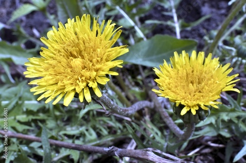 Fototapeta Naklejka Na Ścianę i Meble -  yellow spring dandelions on green background