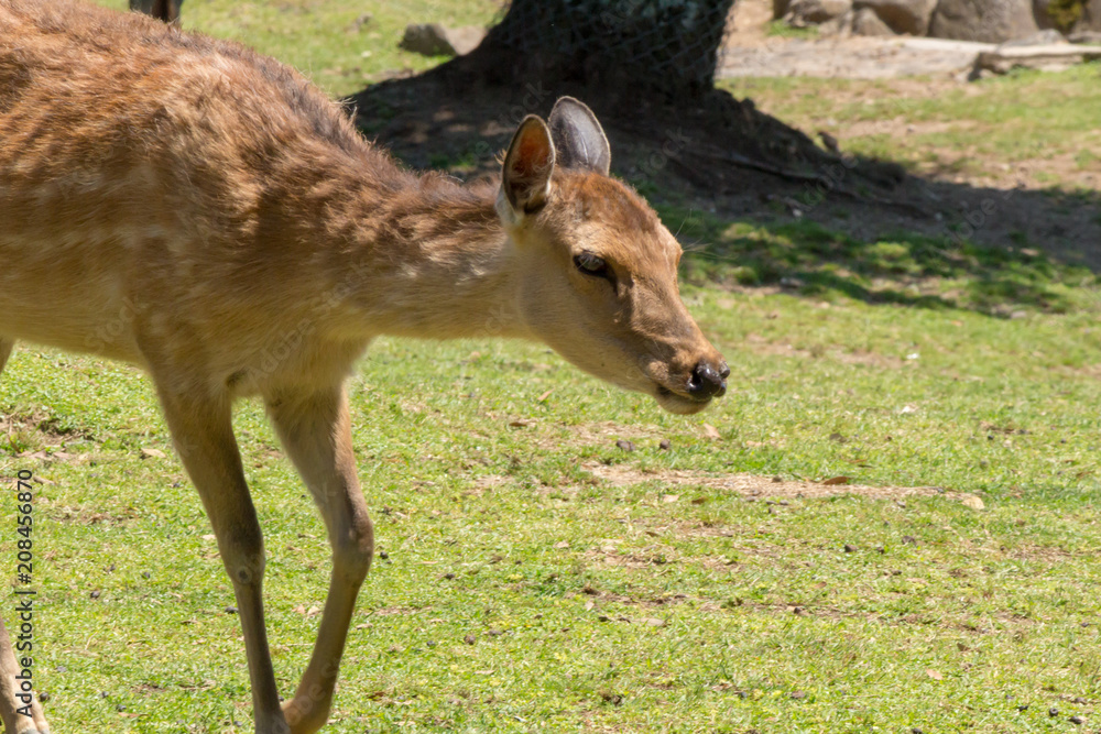 Deer in Nara Park. Japan.Deer is cherished as a divine force of God Deer in Nara Park. Japan.Deer is cherished as a divine force of God