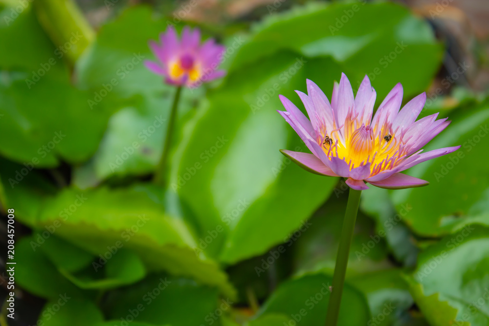 Lotus pink water droplets stick flowers and leaves. After the rain. Lotus pink water droplets stick flowers and leaves. After the rain.