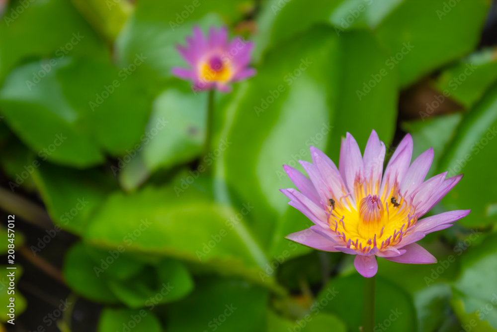 Lotus pink water droplets stick flowers and leaves. After the rain. Lotus pink water droplets stick flowers and leaves. After the rain.