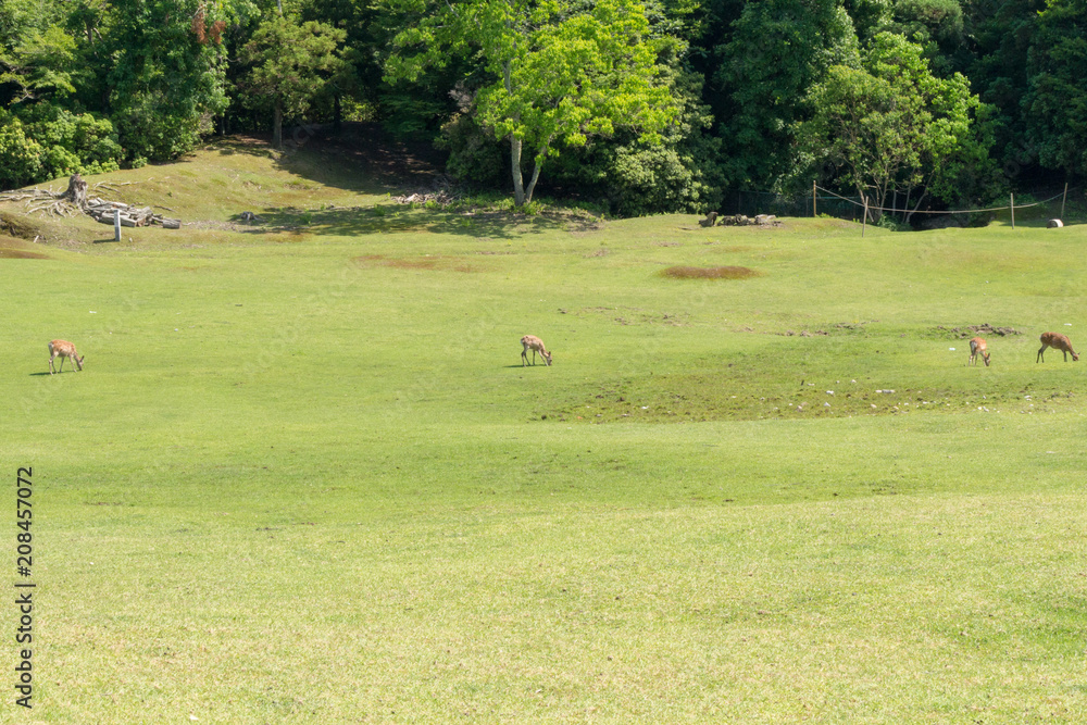Deer in Nara Park. Japan.Deer is cherished as a divine force of God Deer in Nara Park. Japan.Deer is cherished as a divine force of God