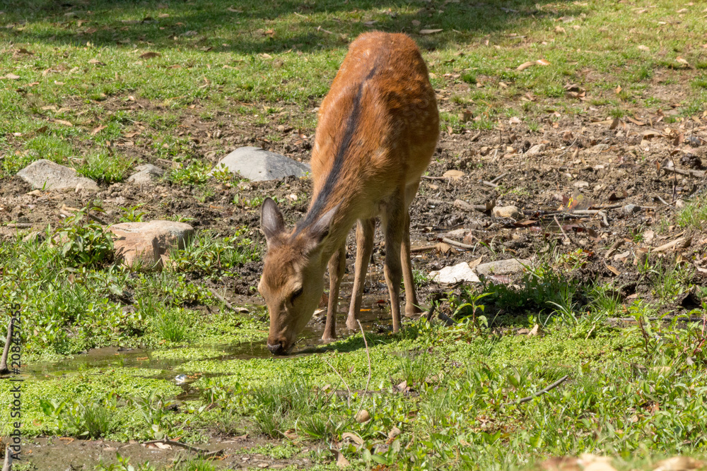 Deer in Nara Park. Japan.Deer is cherished as a divine force of God Deer in Nara Park. Japan.Deer is cherished as a divine force of God