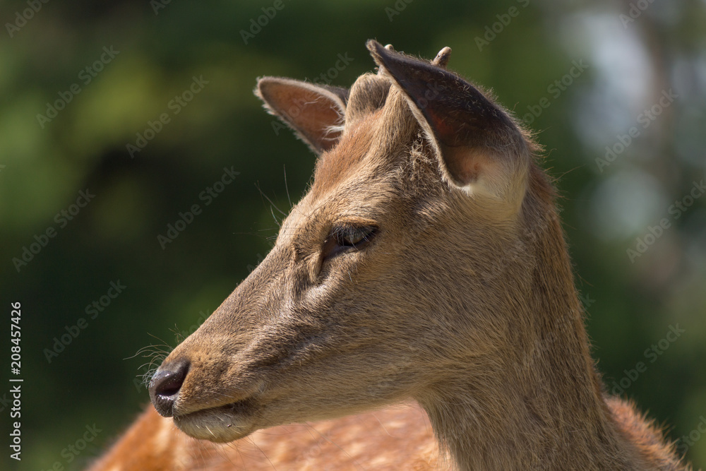 Deer in Nara Park. Japan.Deer is cherished as a divine force of God Deer in Nara Park. Japan.Deer is cherished as a divine force of God