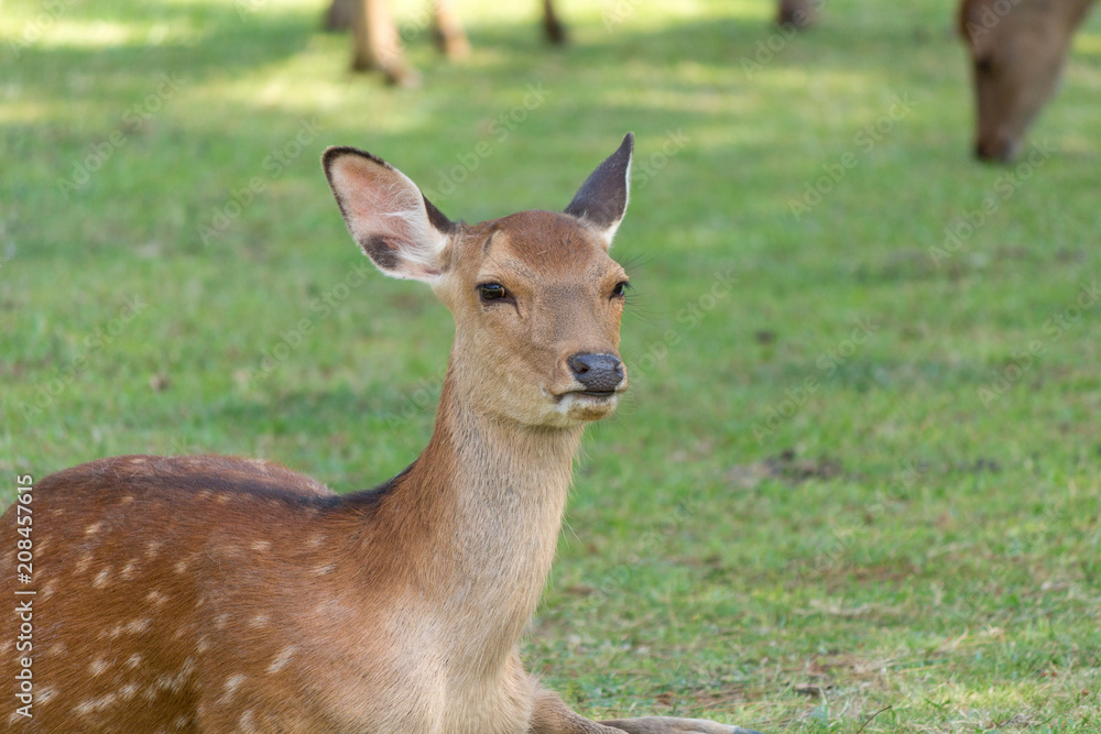 Deer in Nara Park. Japan.Deer is cherished as a divine force of God Deer in Nara Park. Japan.Deer is cherished as a divine force of God