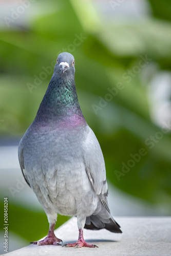full body of speed racing pigeon bird standing on home roof  looking straight  to camera