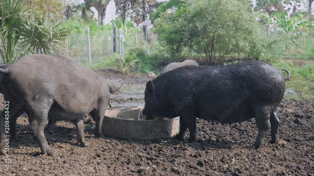 Drift of wild pigs eating out of a trough and wading in the mud Drift of wild pigs eating out of a trough and wading in the mud
