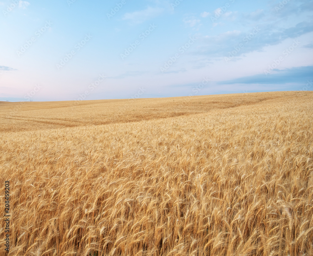 Meadow of golden wheat