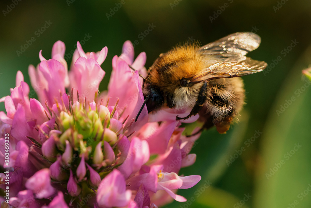 eine Biene sucht nektar in einer Kleeblüte eine Biene sucht nektar in einer Kleeblüte
