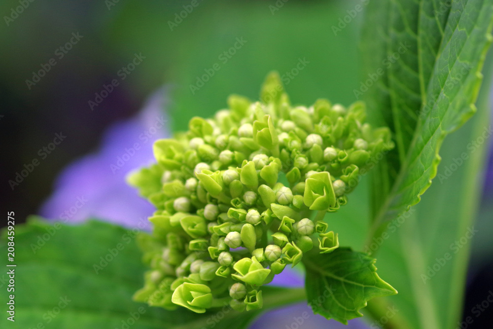 開花前の紫陽花 開花前の紫陽花