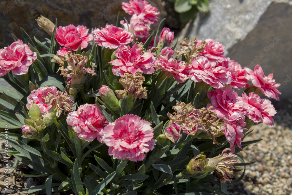 carnations flower in the park among the big stones.