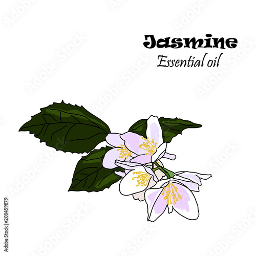 Vector drawn jasmine flowers with leaves. Essential oil design. Package design idea.