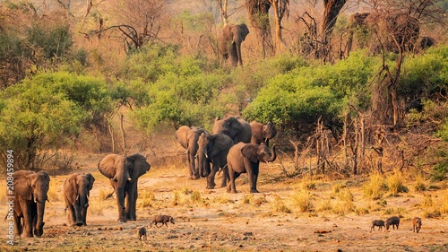 herd of elephants at okavango river bed photo