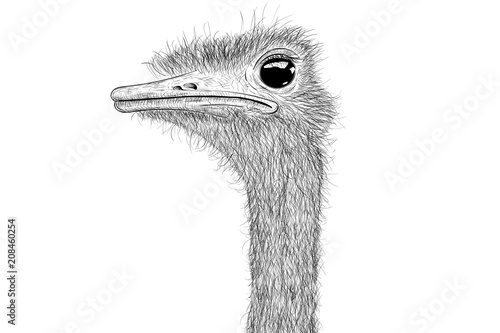 Ostrich sketch. Head closeup