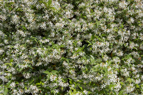 Fototapeta Naklejka Na Ścianę i Meble -  Jasmine flowers on green leaf background for spring season