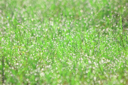 Water drops on morning green grass,For background,Soft focus.for background. 